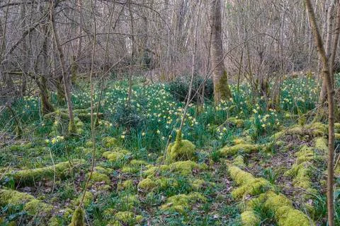 Spring forest with blooming daffodils. Selective focus Stock Photos