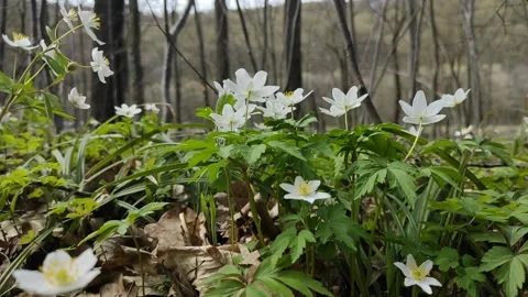 Spring forest. Blooming meadow with first spring flowers Stock Footage 177875126