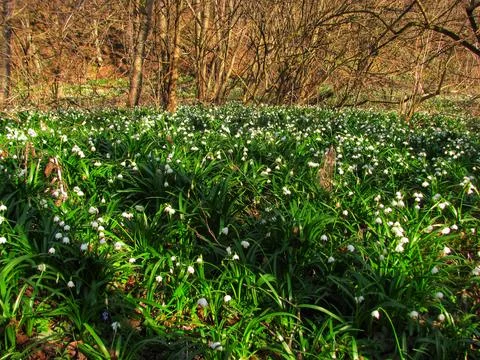 Spring Forest Blooming with Snowflakes Stock Photos