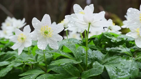 Spring forest. Blooming white snowdrop Anemone flowers close up Stock Footage 239845787