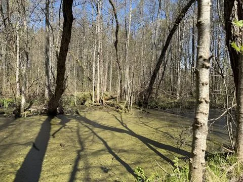 Spring forest  &amp; blue sky | 1 Stock Photos