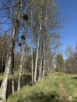 Spring forest  &amp; blue sky | 10 Stock Photos