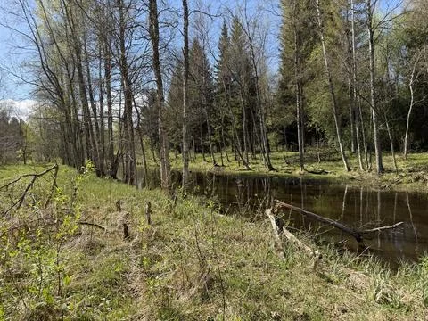 Spring forest  &amp; blue sky | 12 Stock Photos