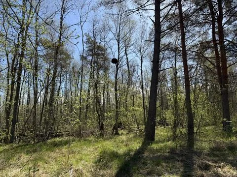 Spring forest  &amp; blue sky | 13 Stock Photos