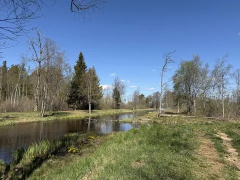 Spring forest  &amp; blue sky | 14 Stock Photos