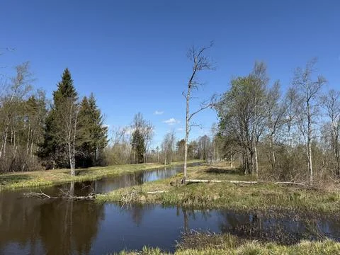 Spring forest  &amp; blue sky | 15 Stock Photos