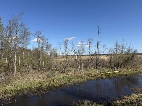 Spring forest  &amp; blue sky | 16 Stock Photos