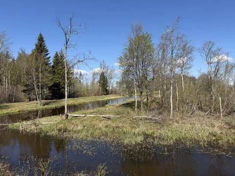 Spring forest  &amp; blue sky | 17 Stock Photos