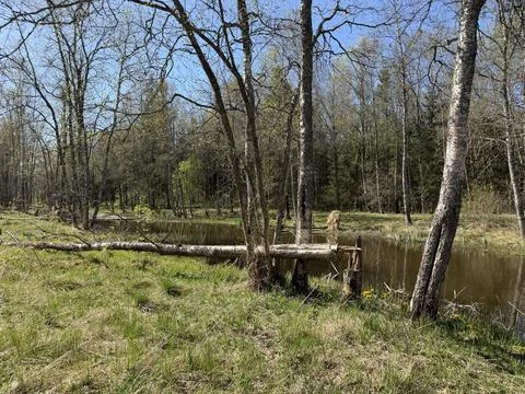 Spring forest  &amp; blue sky | 18 Stock Photos
