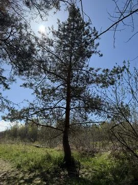 Spring forest  &amp; blue sky | 19 Stock Photos