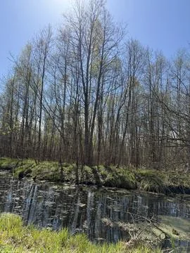 Spring forest  &amp; blue sky | 2 Stock Photos