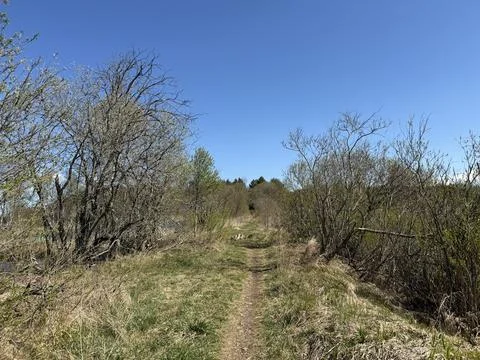 Spring forest  &amp; blue sky | 20 Stock Photos