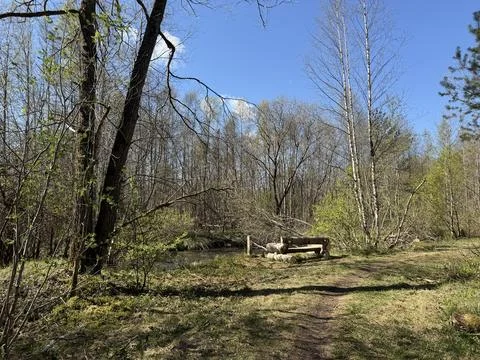 Spring forest  &amp; blue sky | 3 Stock Photos