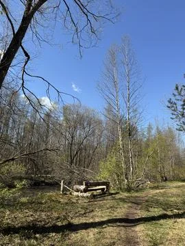 Spring forest  &amp; blue sky | 4 Stock Photos