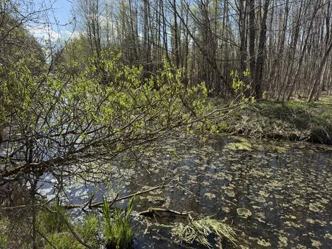 Spring forest  &amp; blue sky | 5 Stock Photos