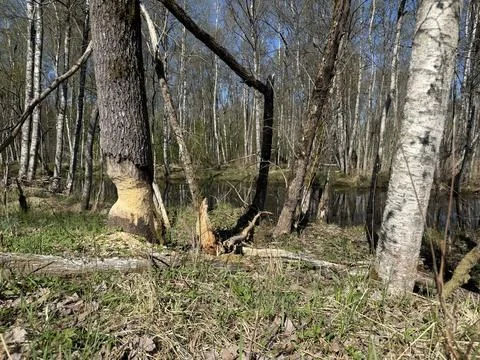 Spring forest  &amp; blue sky | 6 Stock Photos