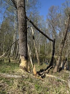 Spring forest  &amp; blue sky | 7 Stock Photos