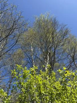 Spring forest  &amp; blue sky | 8 Stock Photos