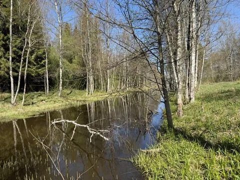 Spring forest  &amp; blue sky | 9 Stock Photos