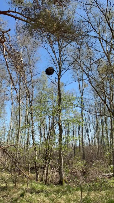 Spring Forest. Blue sky. Stock Footage 334377881