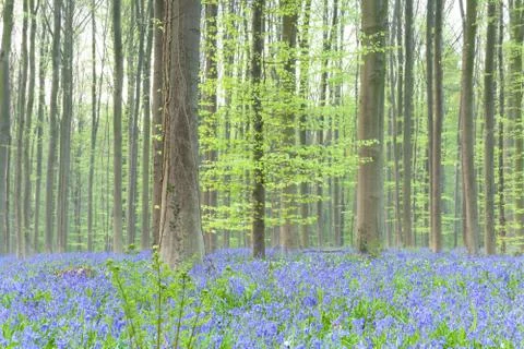 Spring forest with bluebells Stock Photos