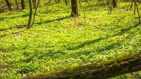 Spring forest in the botanical garden 스톡 동영상 80786203