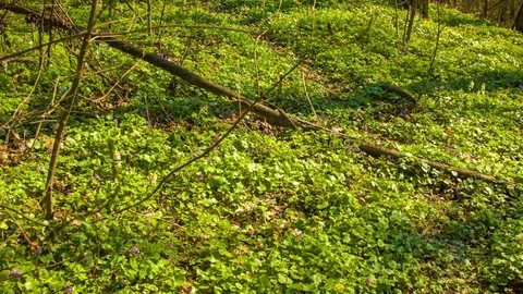 Spring forest in the botanical garden Video stock 80786915