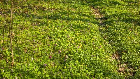 Spring forest in the botanical garden Vídeo Stock 80787122