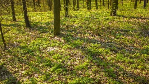 Spring forest in the botanical garden Stockbeeldmateriaal 80789700