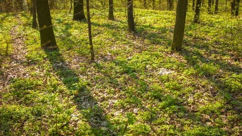 Spring forest in the botanical garden Stockbeeldmateriaal 80790653