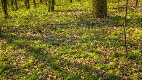 Spring forest in the botanical garden Video stock 80790728