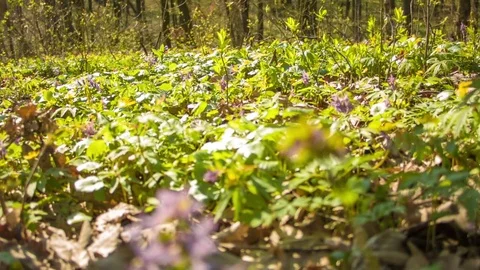 Spring forest in the botanical garden 스톡 동영상 80791346