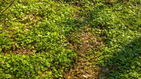Spring forest in the botanical garden Video stock 80793606