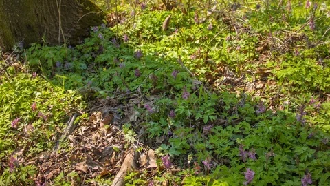 Spring forest in the botanical garden Video stock 80794518