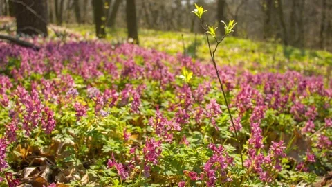 Spring forest in the botanical garden 스톡 동영상 80794888