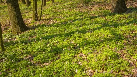 Spring forest in the botanical garden 動画素材 80795009