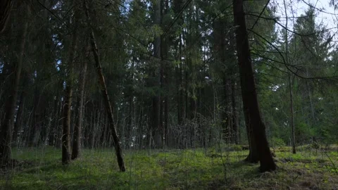 Spring forest with breaking sun rays Stock Footage 310473894