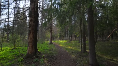 Spring forest with breaking sun rays Stock Footage 310474072