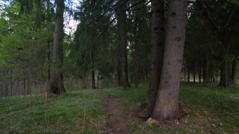 Spring forest with breaking sun rays Stock Footage 310474212