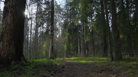 Spring forest with breaking sun rays Stock Footage 310809166