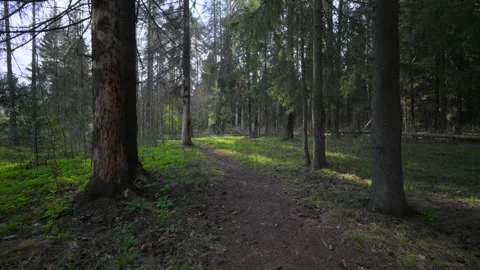 Spring forest with breaking sun rays Stock Footage 310809182