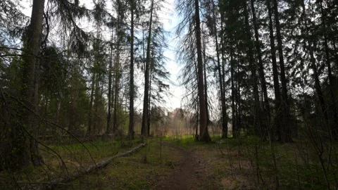 Spring forest with breaking sun rays Stock Footage 310809191