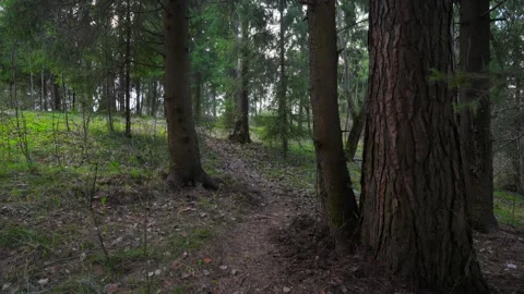 Spring forest with breaking sun rays Stock Footage 310809220