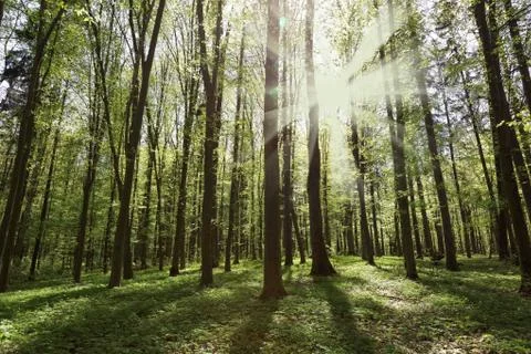 Spring forest in the bright rays of sunlight. Stock Photos