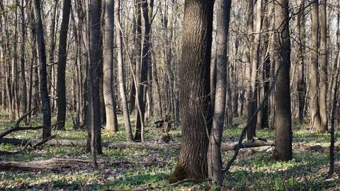 Spring forest with bright sun Stock-Footage 129190964