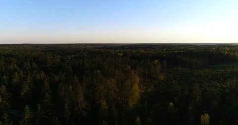 Spring forest, C4k aerial sideway view over a pine trees, in the light green  Stock Footage 90069068