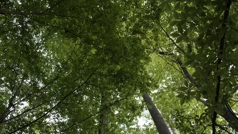 Spring Forest Canopy Stock Footage 106954475