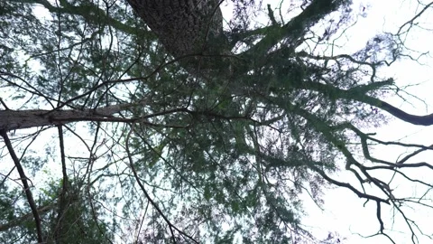 Spring forest canopy sways above the camera Vídeos de archivo 343704588