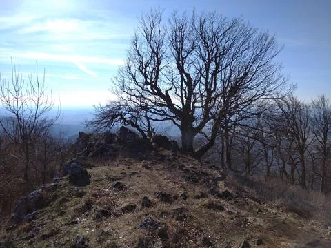 Spring forest in Carpathians Stock Photos