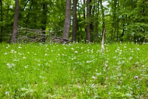 Spring forest carpet Stock Photos